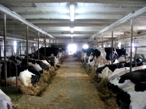 Cows_on_a_farm_-_by_Eric_Dufresne
